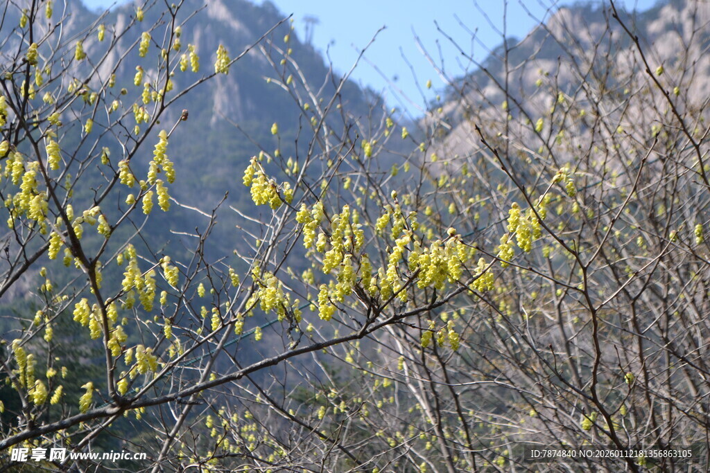 山间绽放的黄色花枝