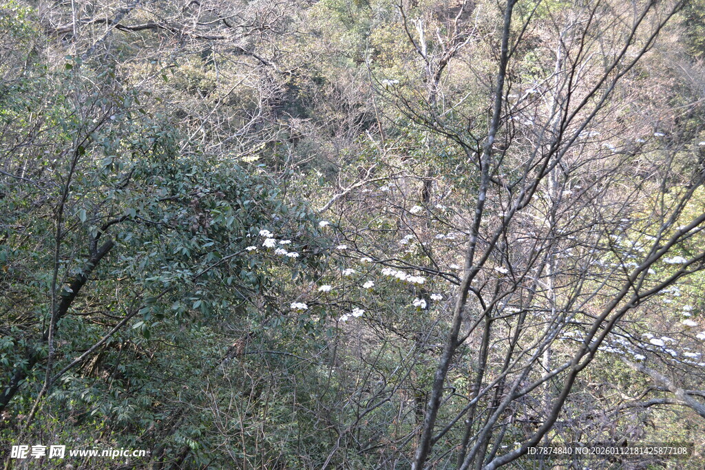 荒野中稀疏树木与地面景象
