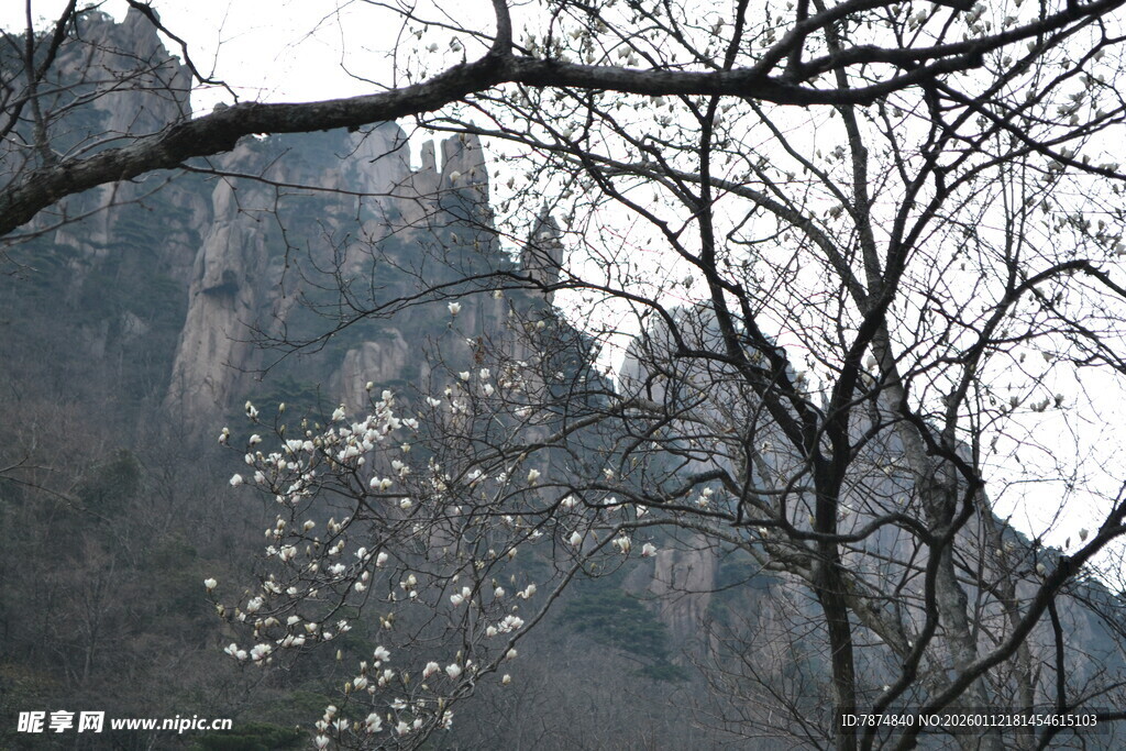 山间绽放的洁白花朵