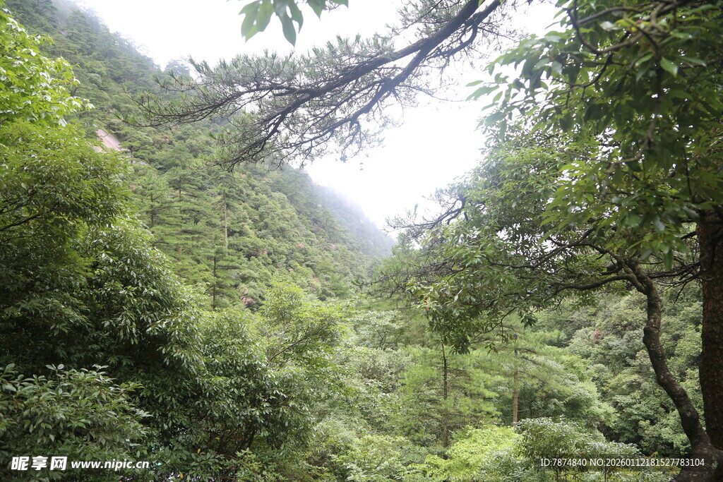 山林葱郁的自然景致