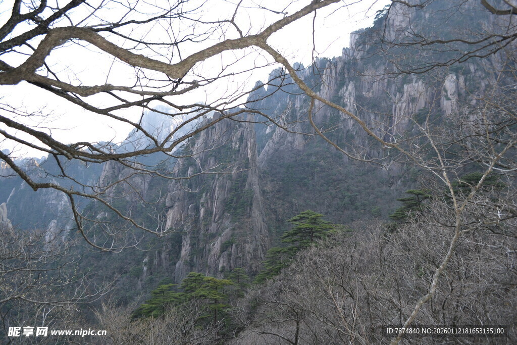 巍峨山峦与枝头景象