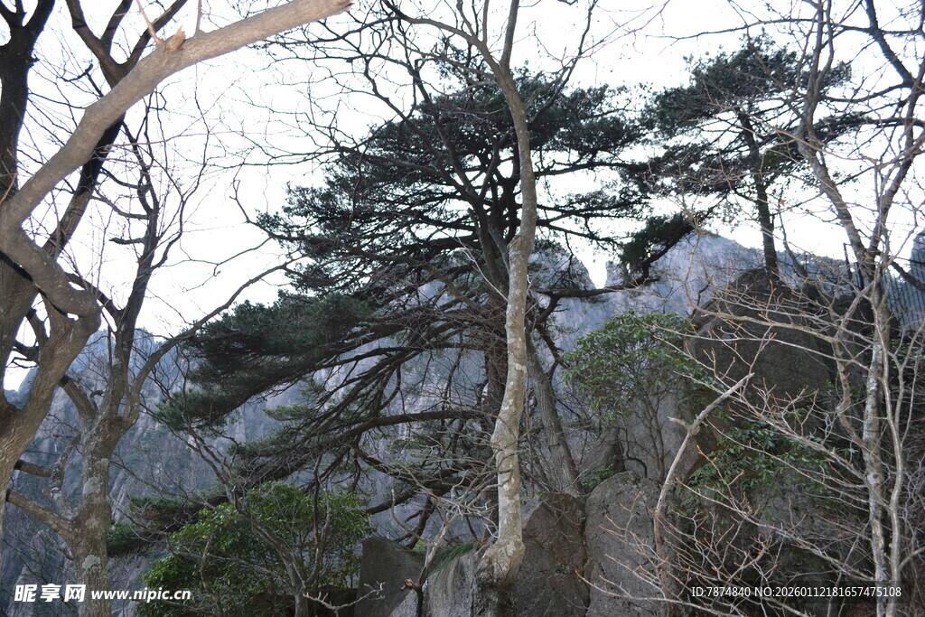 山林间挺拔的松树景观