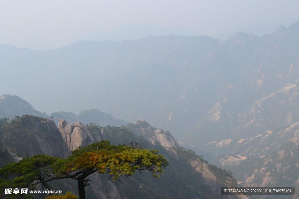 黄山孤松傲立群山间