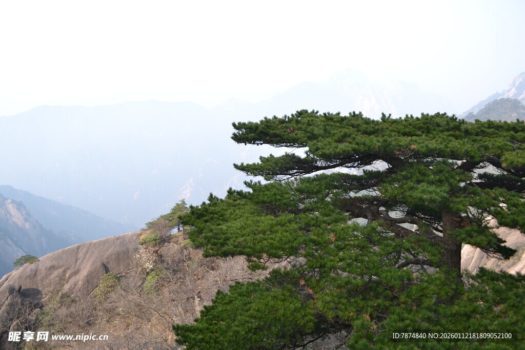 黄山奇松傲立山间