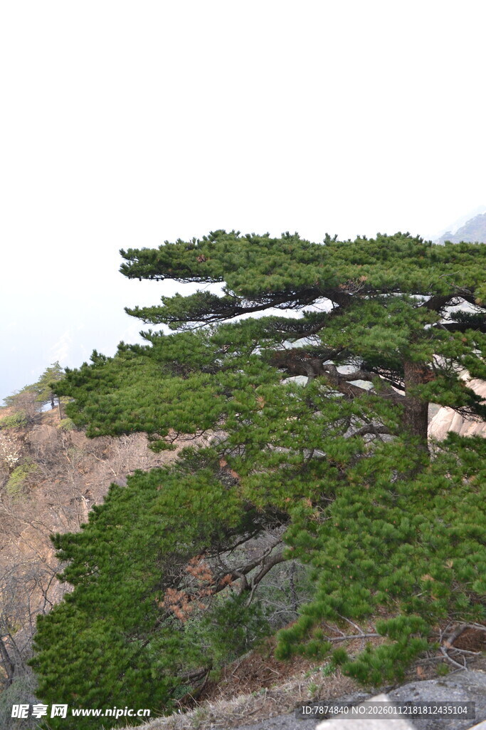 悬崖边的苍松