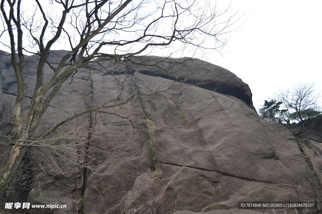 嶙峋山石与枯树景观