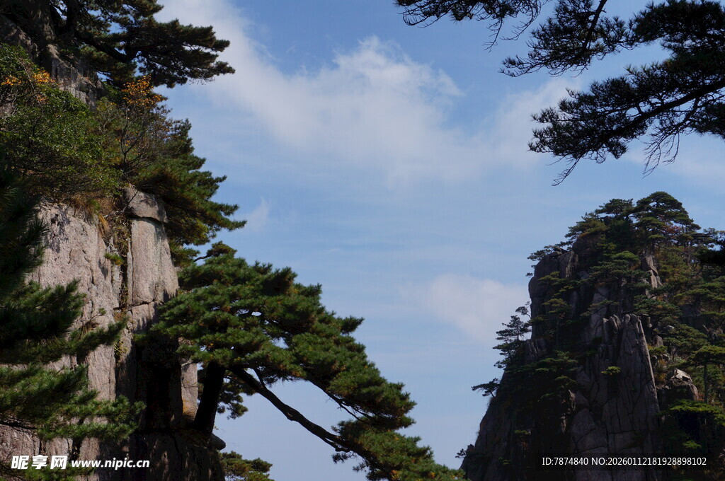 黄山奇峰间的苍松美景