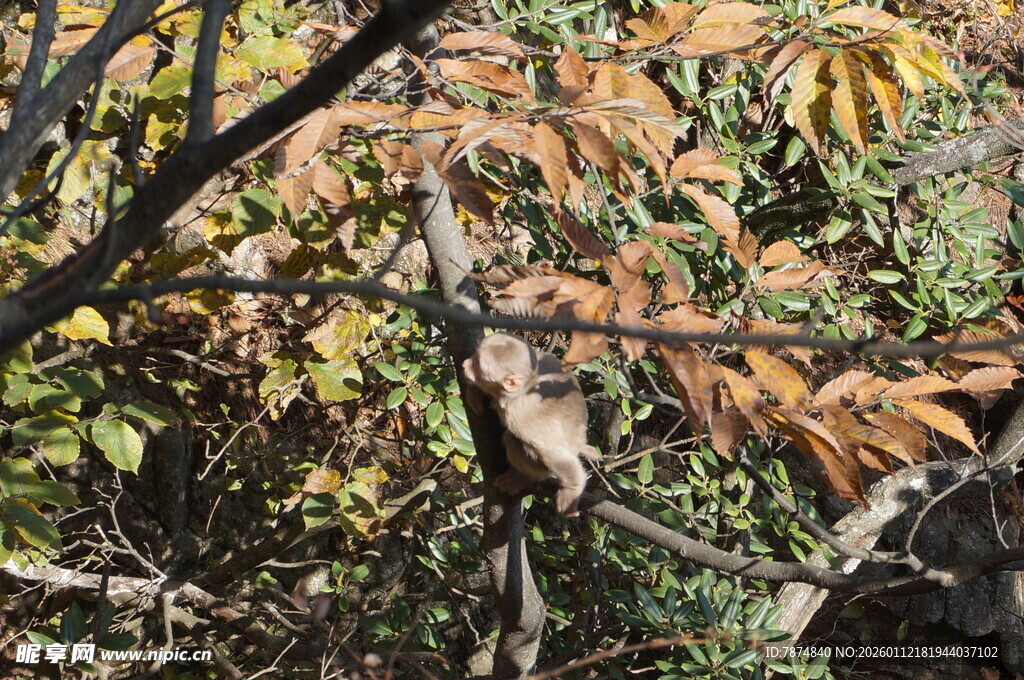 树枝上栖息的鸟儿