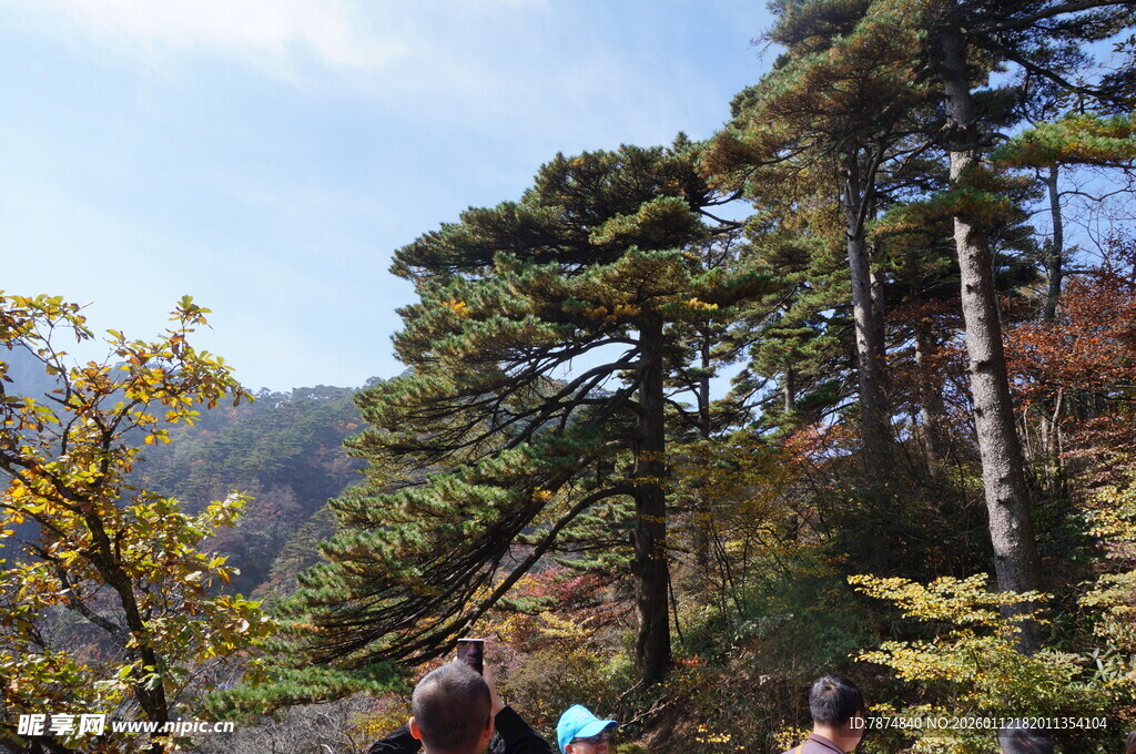 山林间的游客与葱郁树木