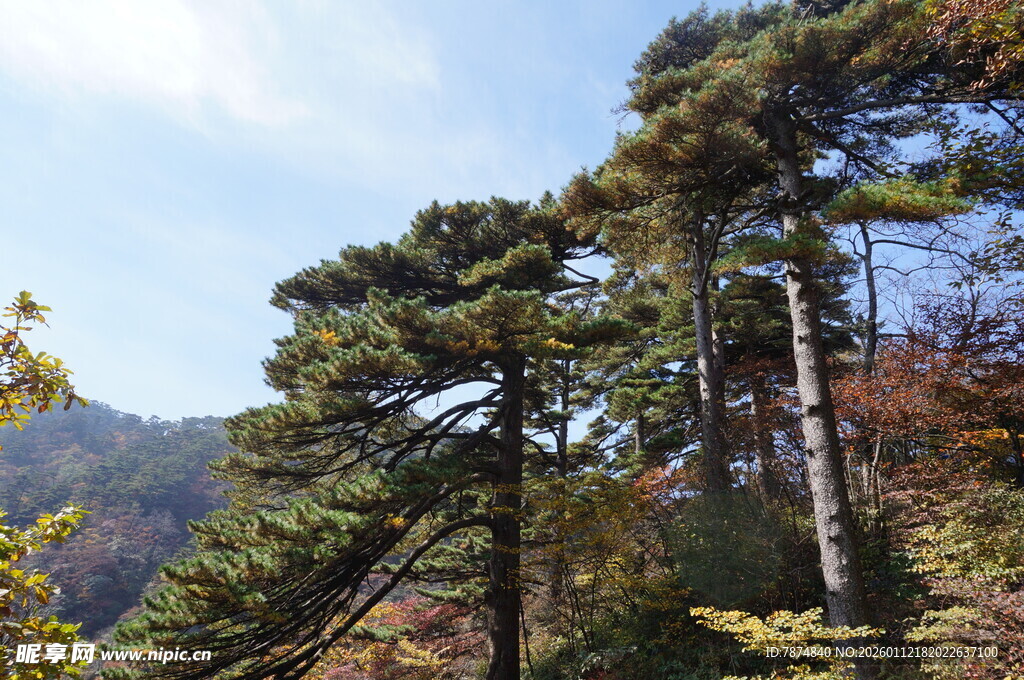 山林中的挺拔松树