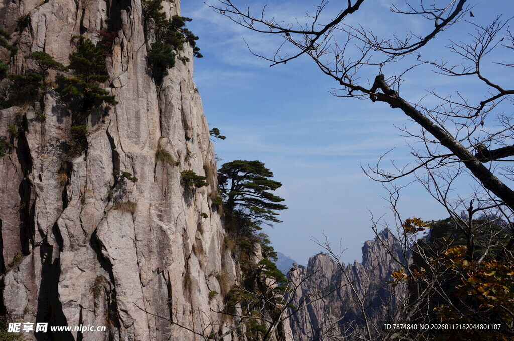 巍峨峭壁间的孤松景观