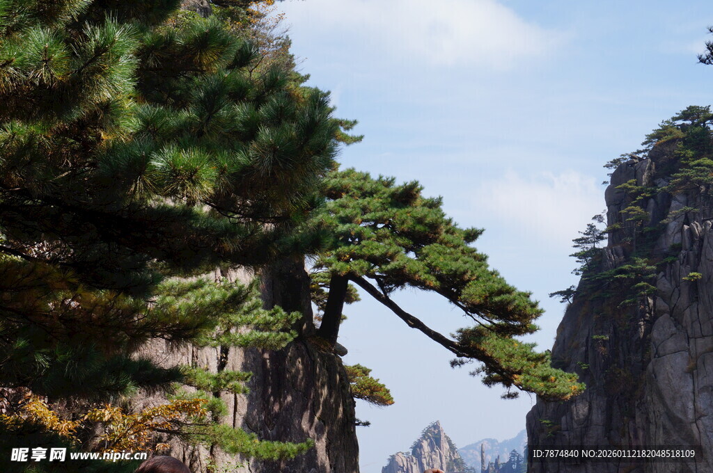 黄山绝壁上的苍松