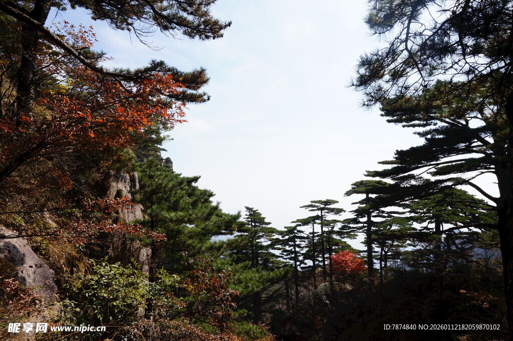 山林秋景 松枫相映成趣