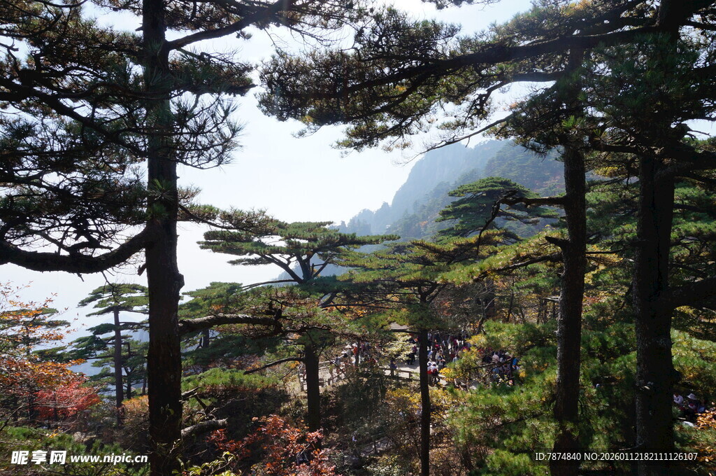 山林间的葱郁树木景观