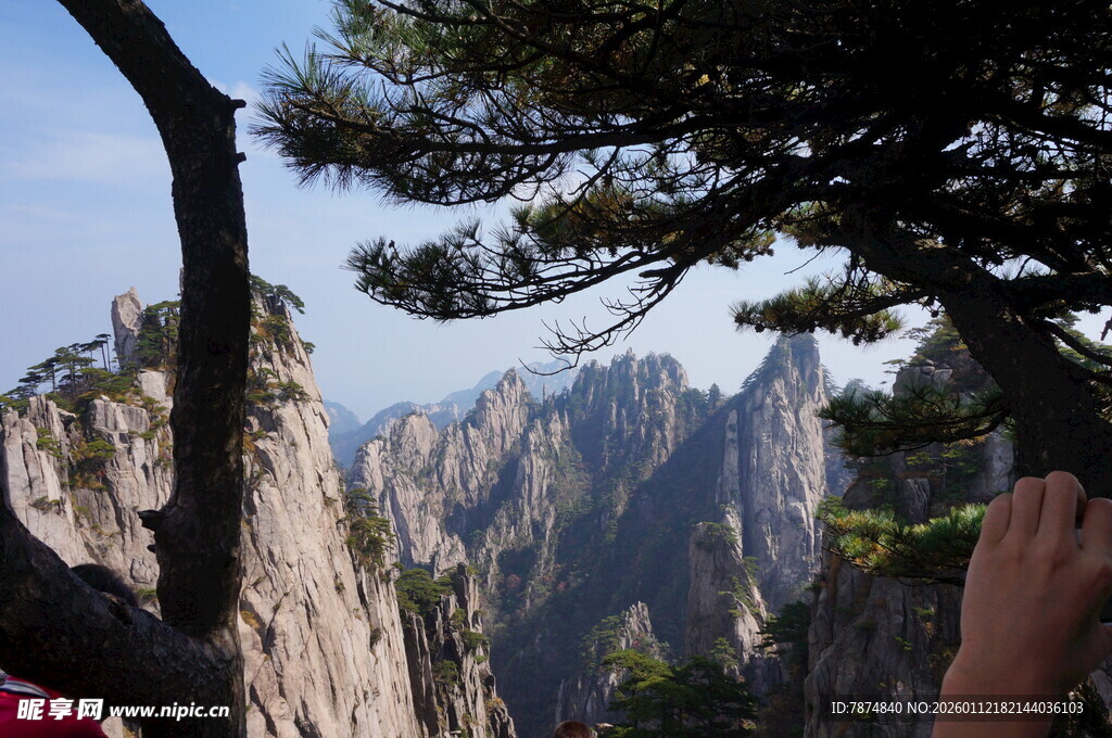 黄山美景现 迎客松展风姿