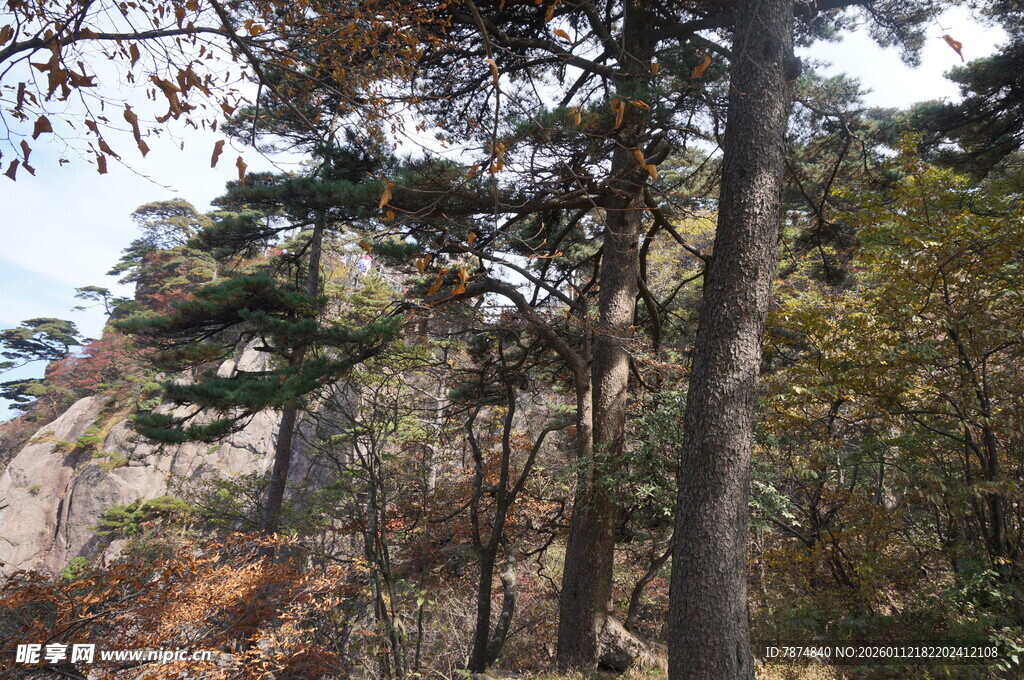 山林间的树木与岩石景观