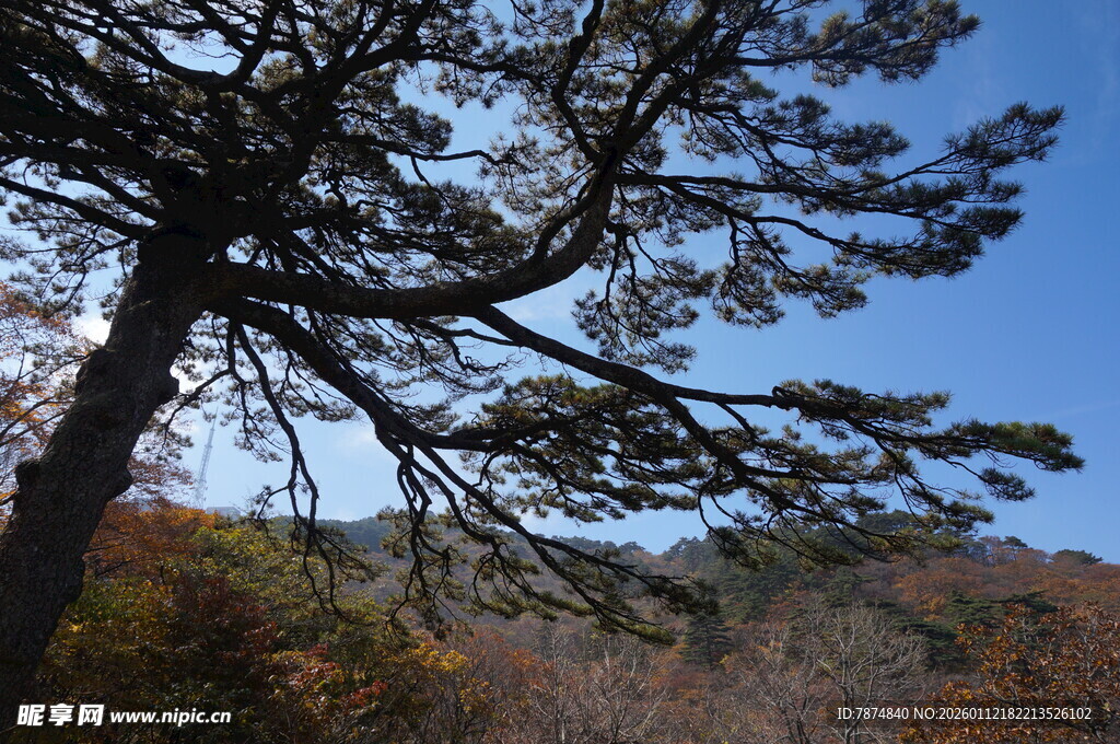 秋日山林中的挺拔松树