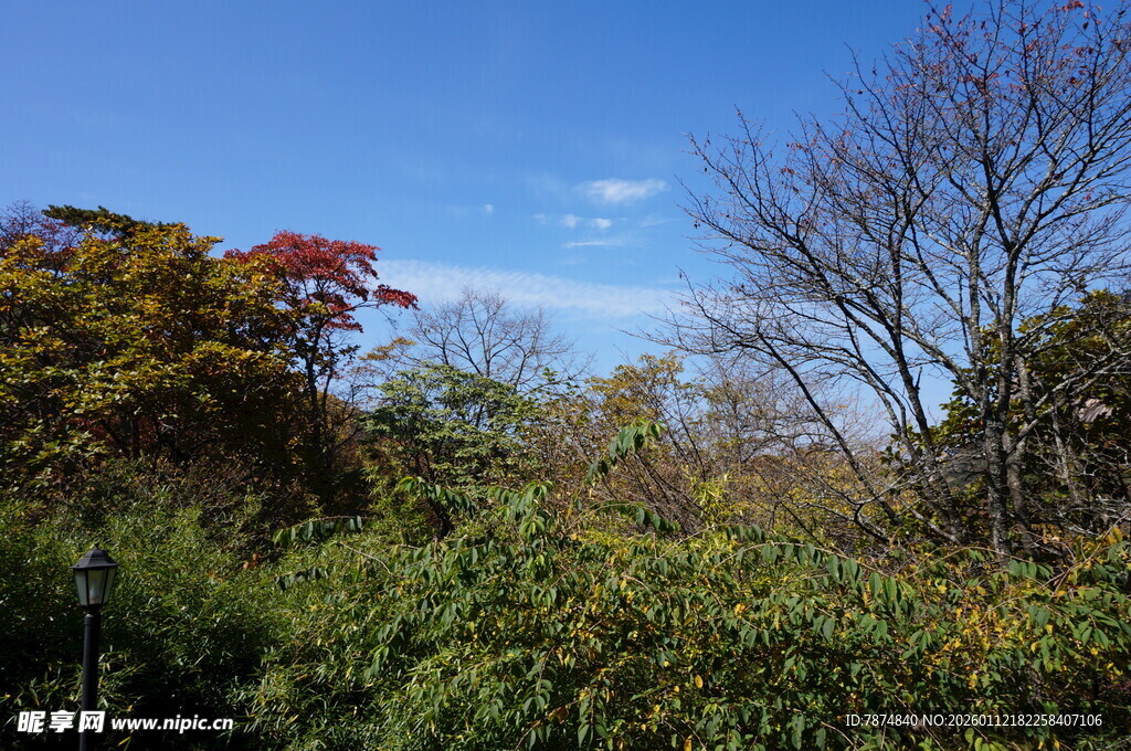 秋日多彩树林风景