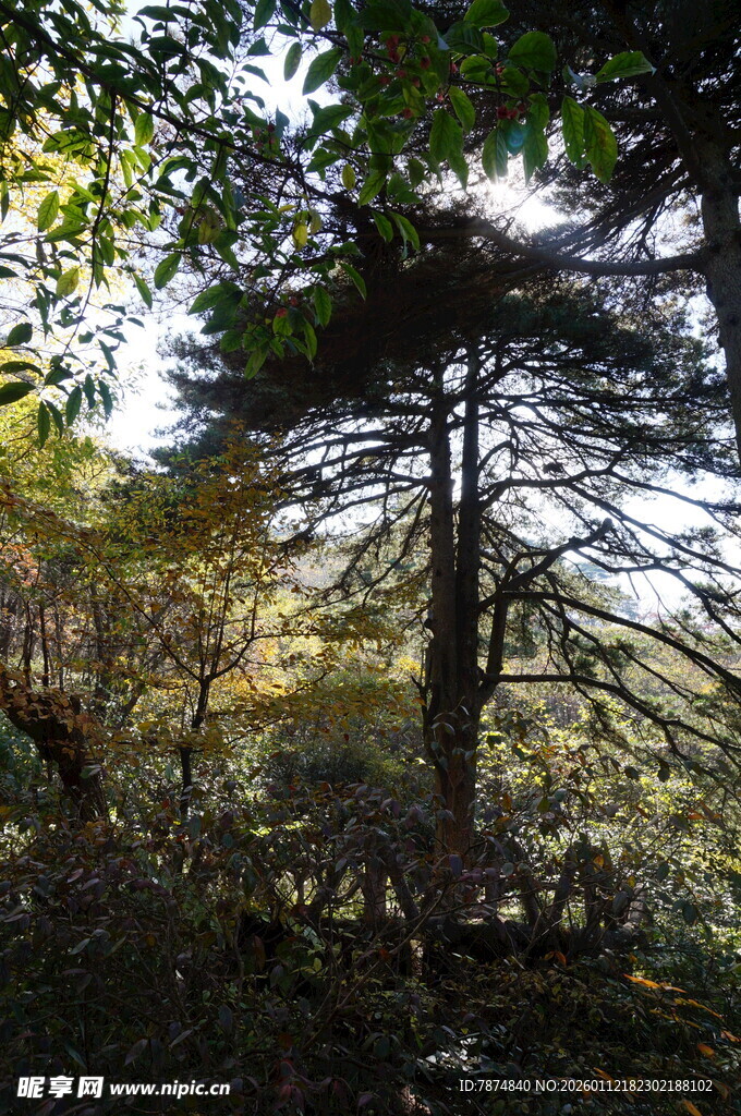 山林中的挺拔松树