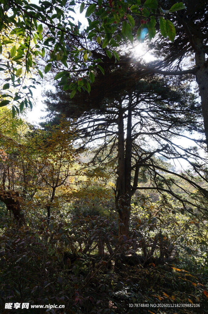 秋日林间挺拔松树景象