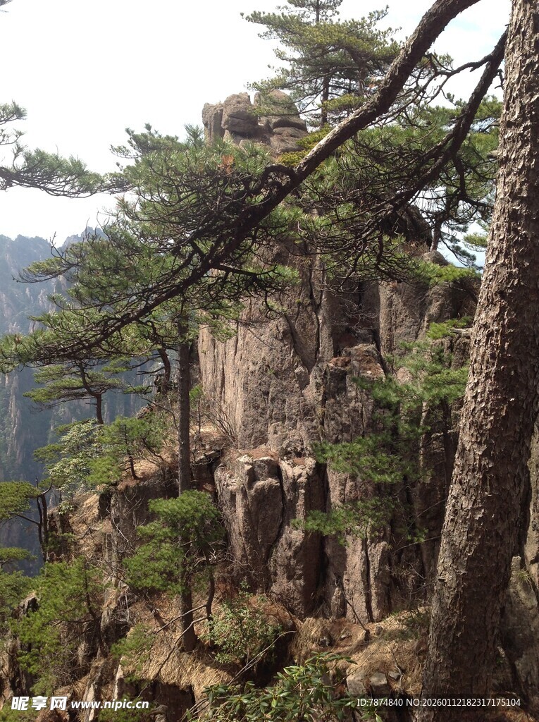 黄山奇峰上的苍松景观