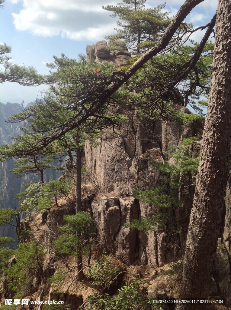黄山奇峰上的苍松景观