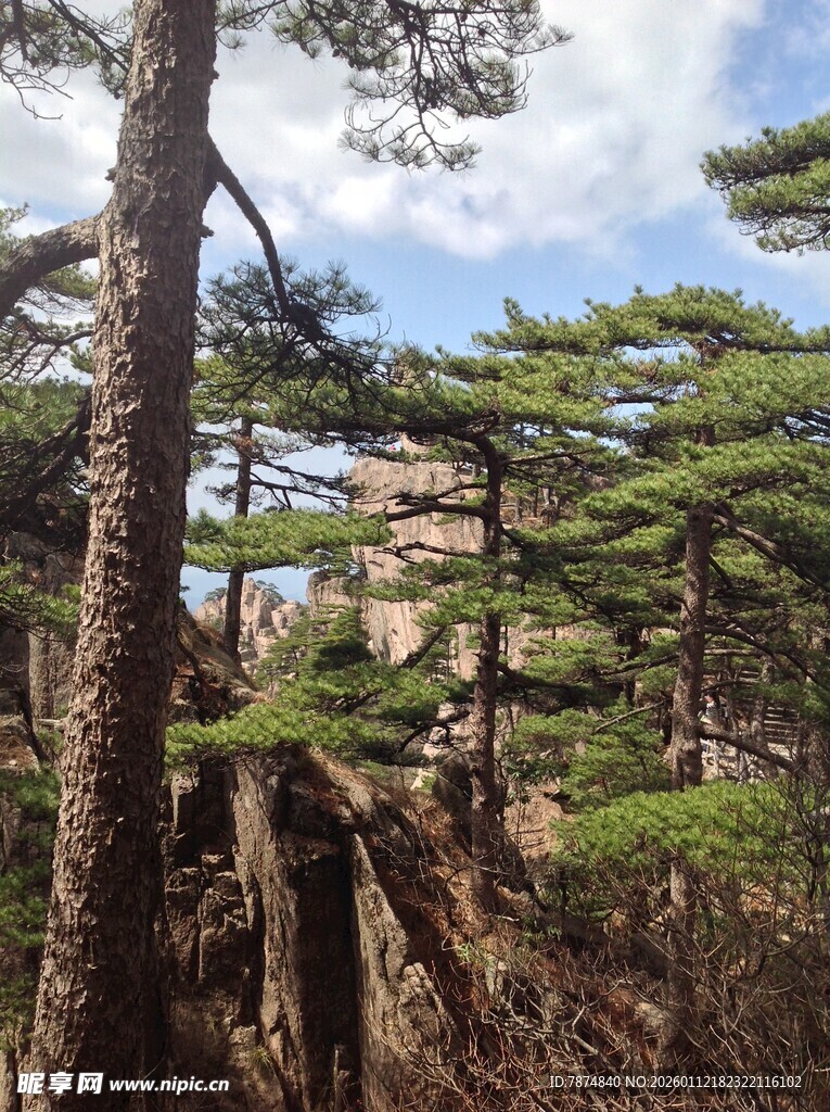 山林间挺拔松树景观