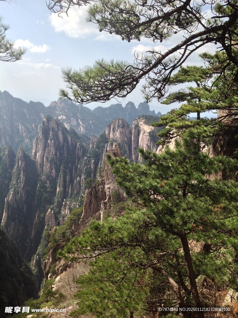 黄山奇峰间的苍松美景