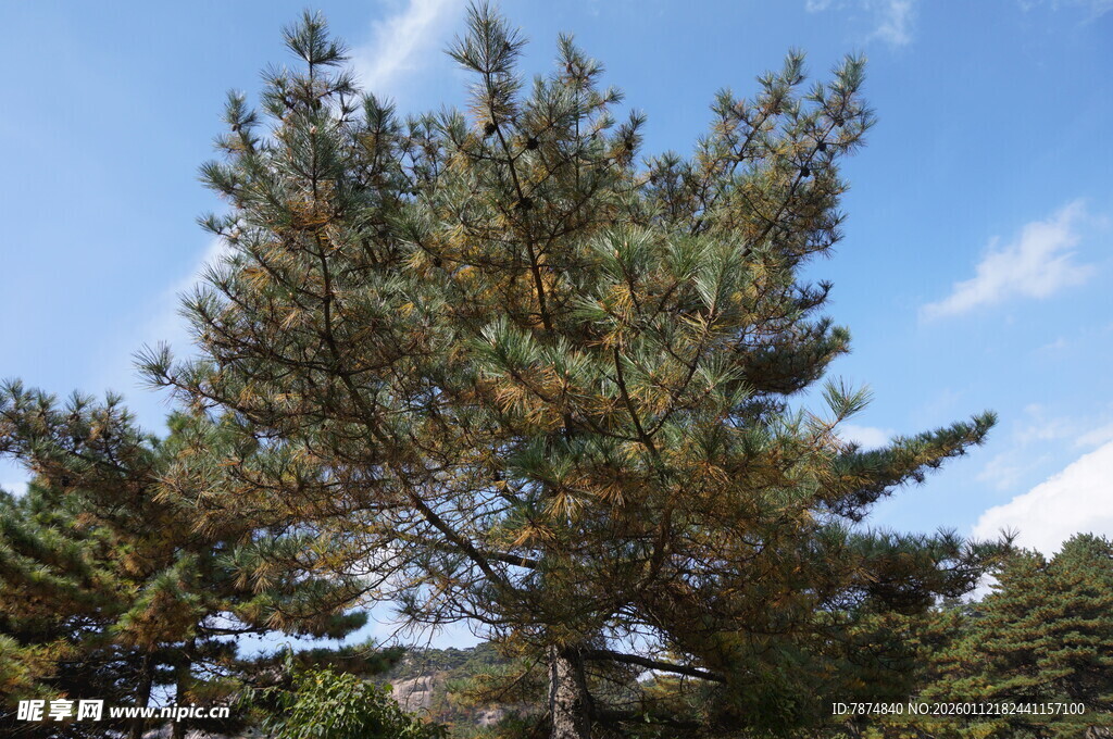 挺拔松树于蓝天之下