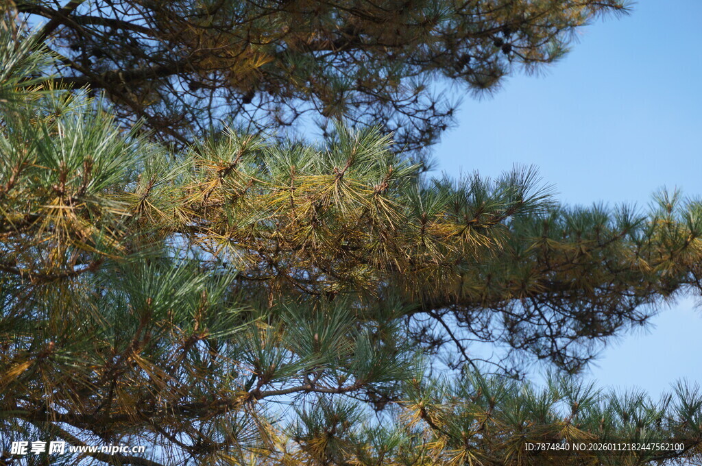 蓝天映衬下的松树枝叶