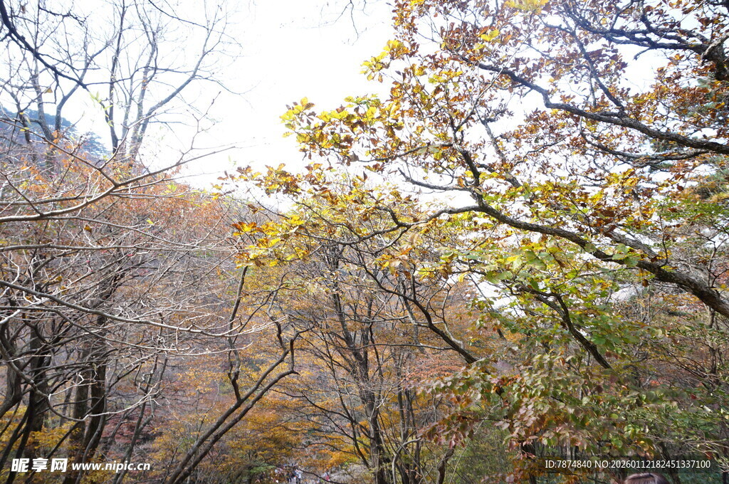 秋日山林斑斓景致