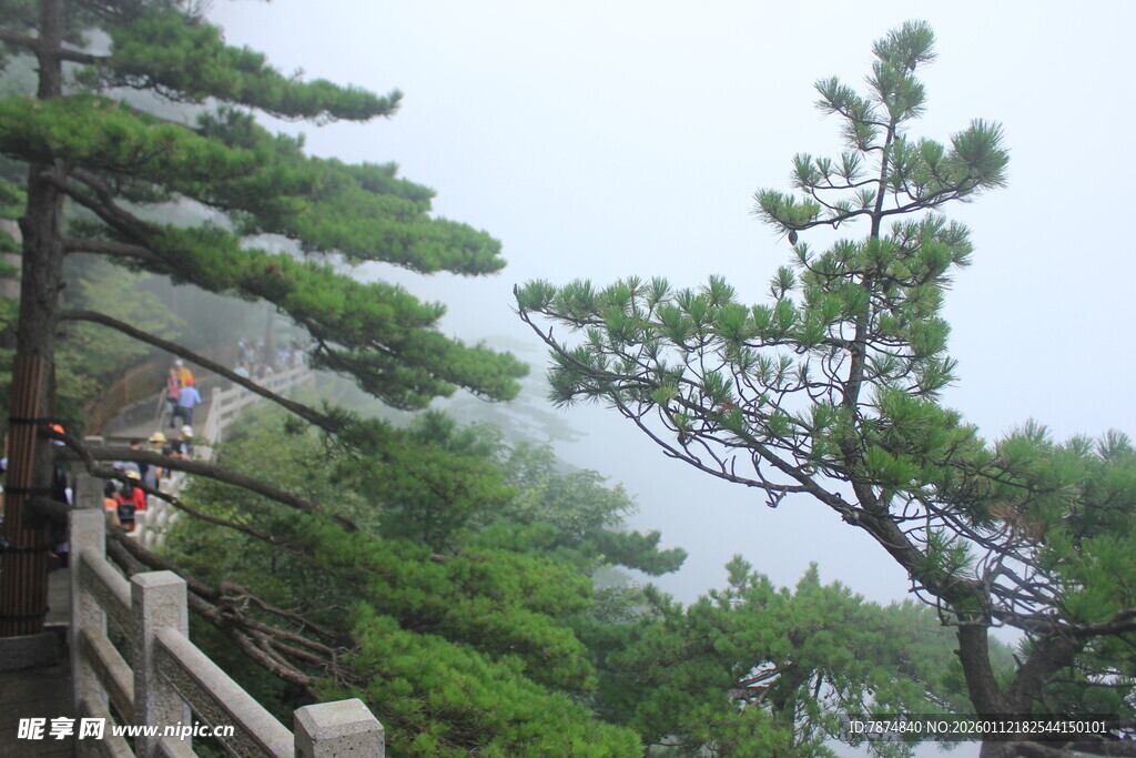 山间栈道旁的苍松翠柏