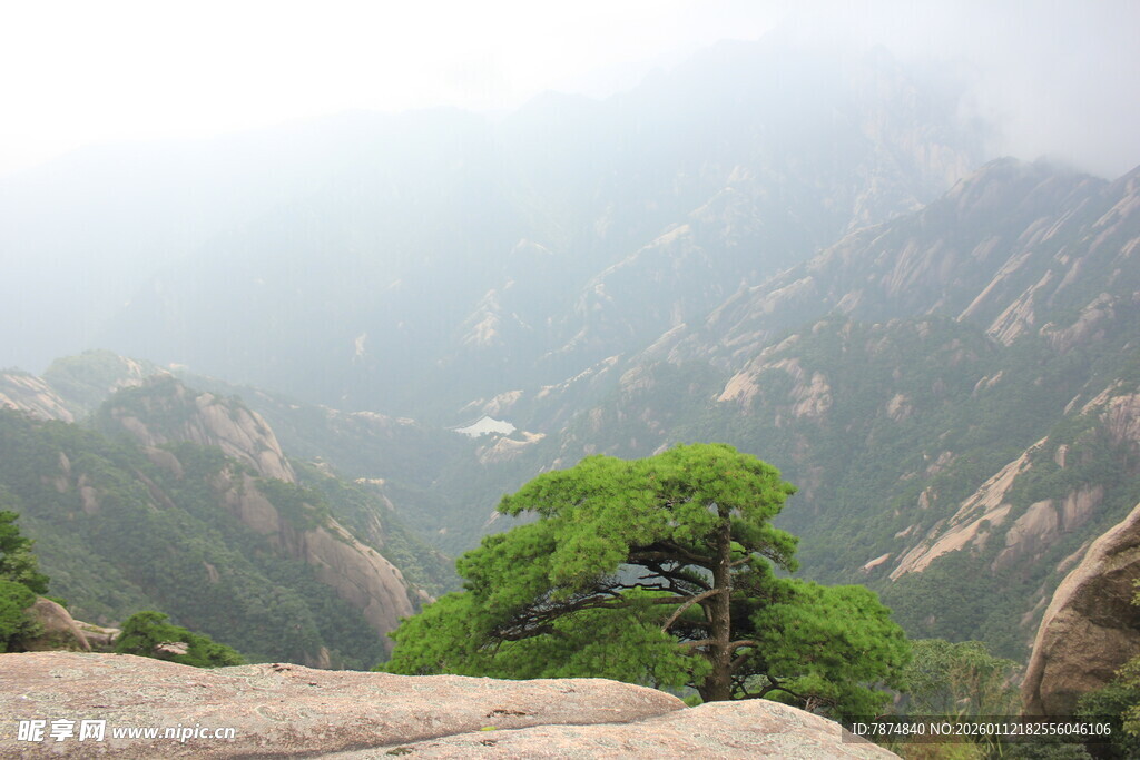 山间孤松 雾绕壮美山峦