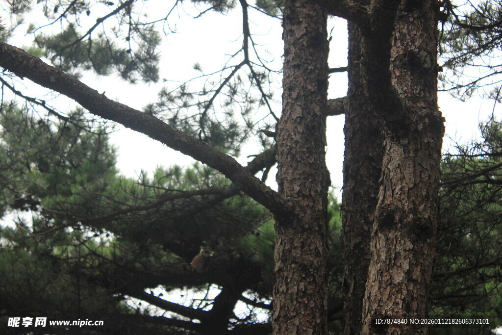 挺拔松树的自然景象