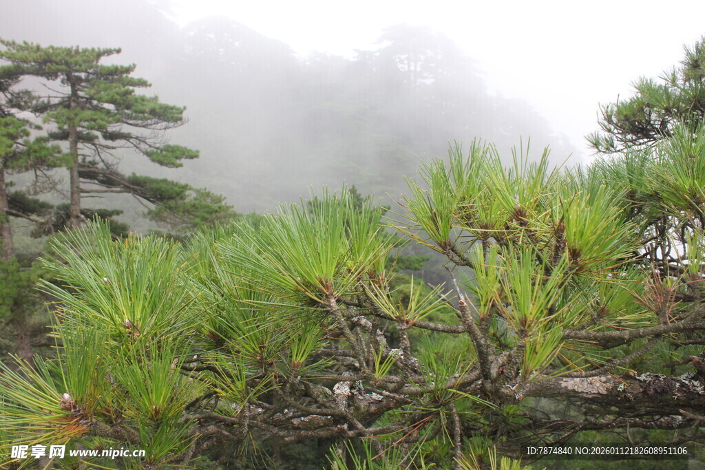 云雾缭绕中的翠绿松林