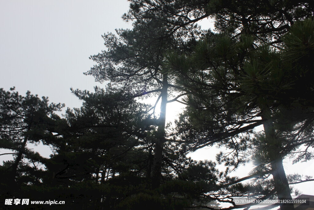 阳光穿透松林景象