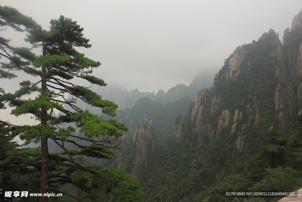 黄山奇峰旁的挺拔松树