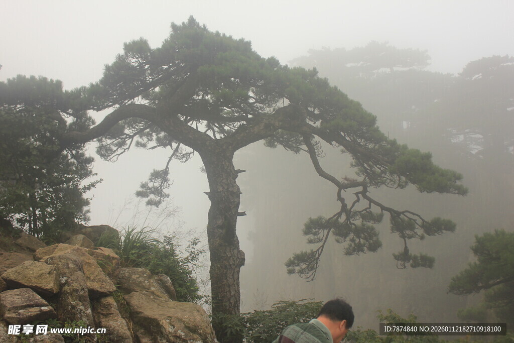 雾中孤松旁的旅人