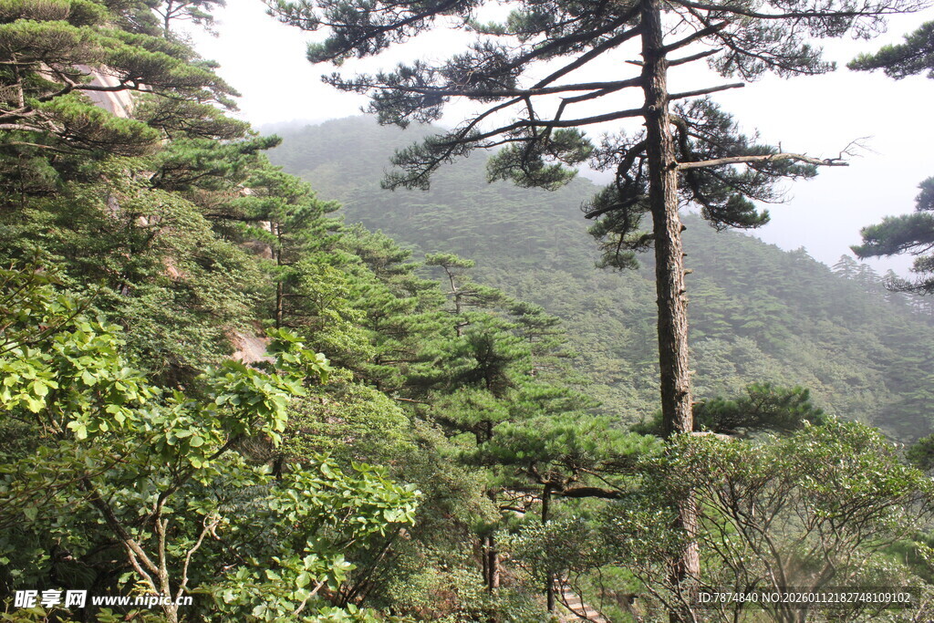 山林间的葱郁树木景观