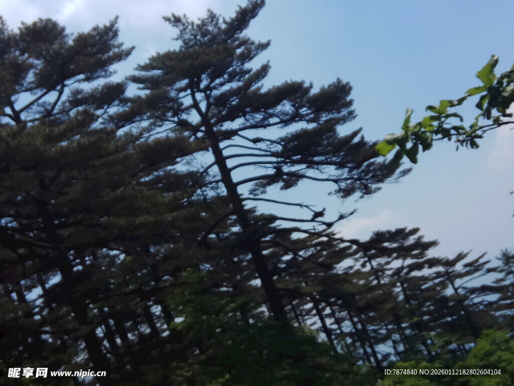 挺拔松树与蓝天相映