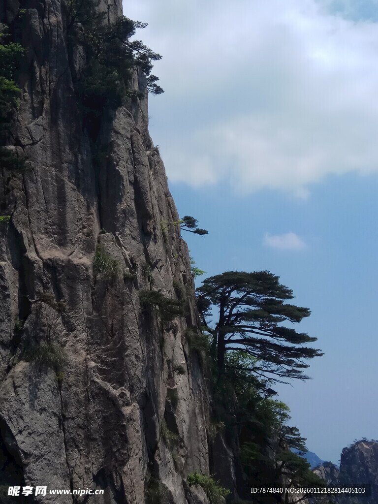 陡峭山崖上的孤松