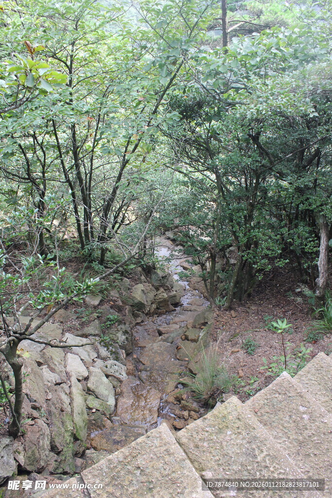 山间石阶旁的繁茂绿植