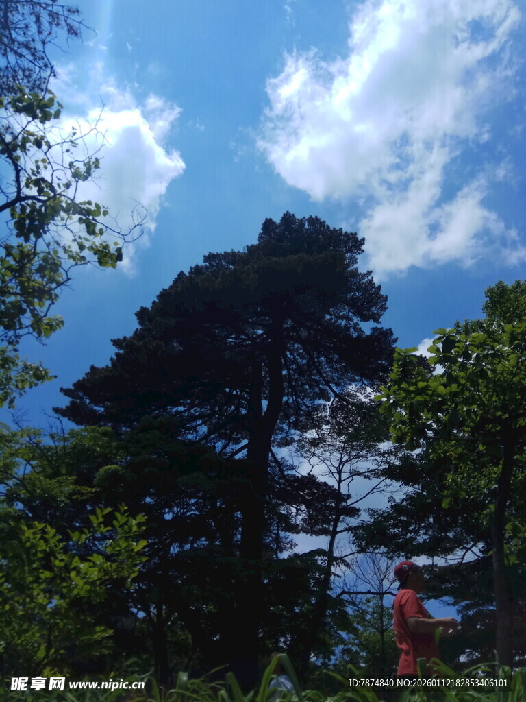 蓝天绿树间的自然景致