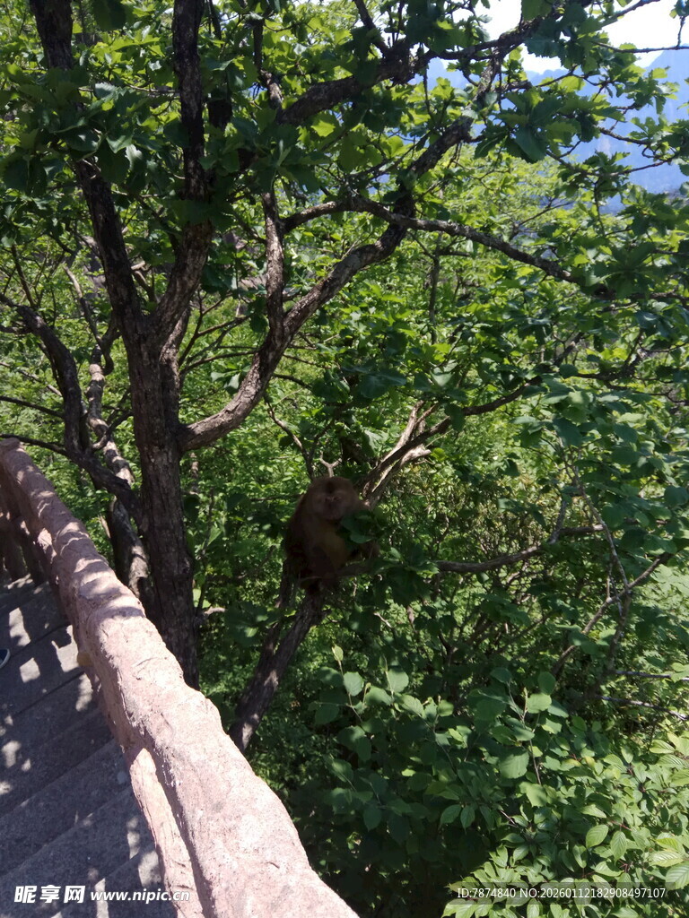 林间石径 绿意盎然之景