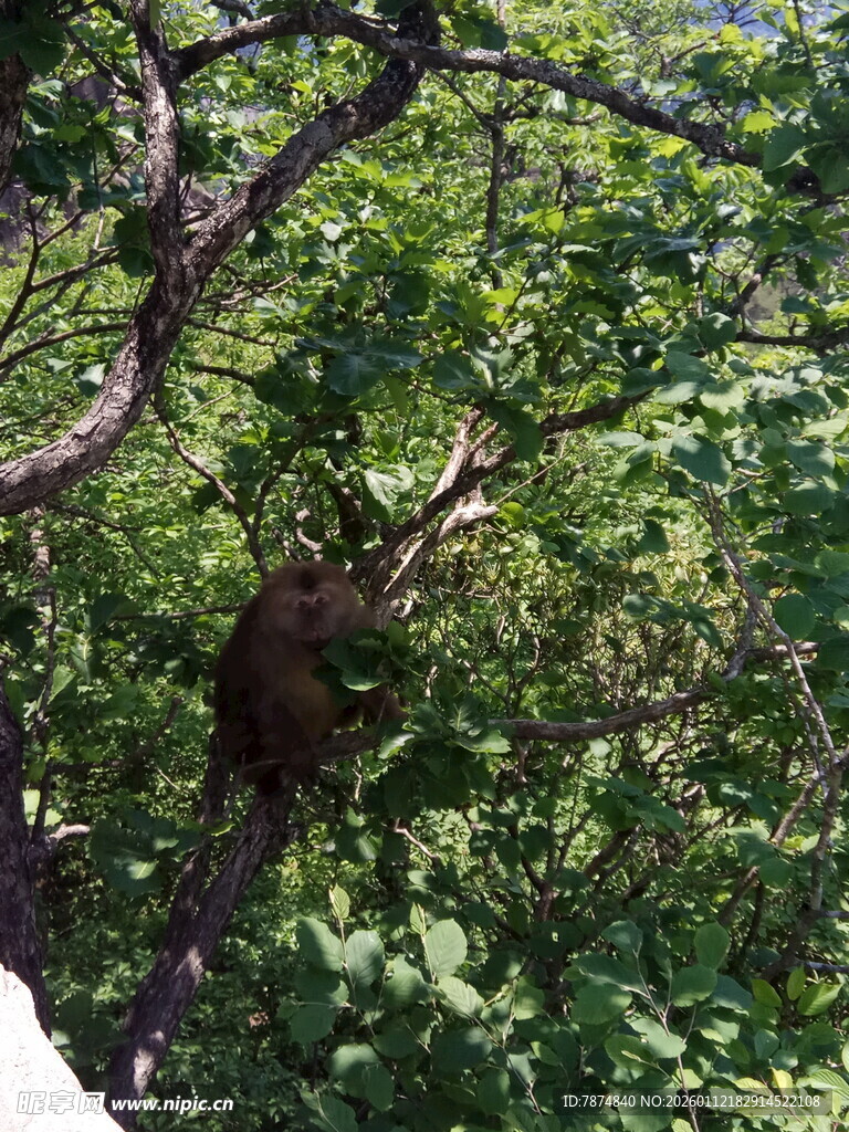 树上的猴子