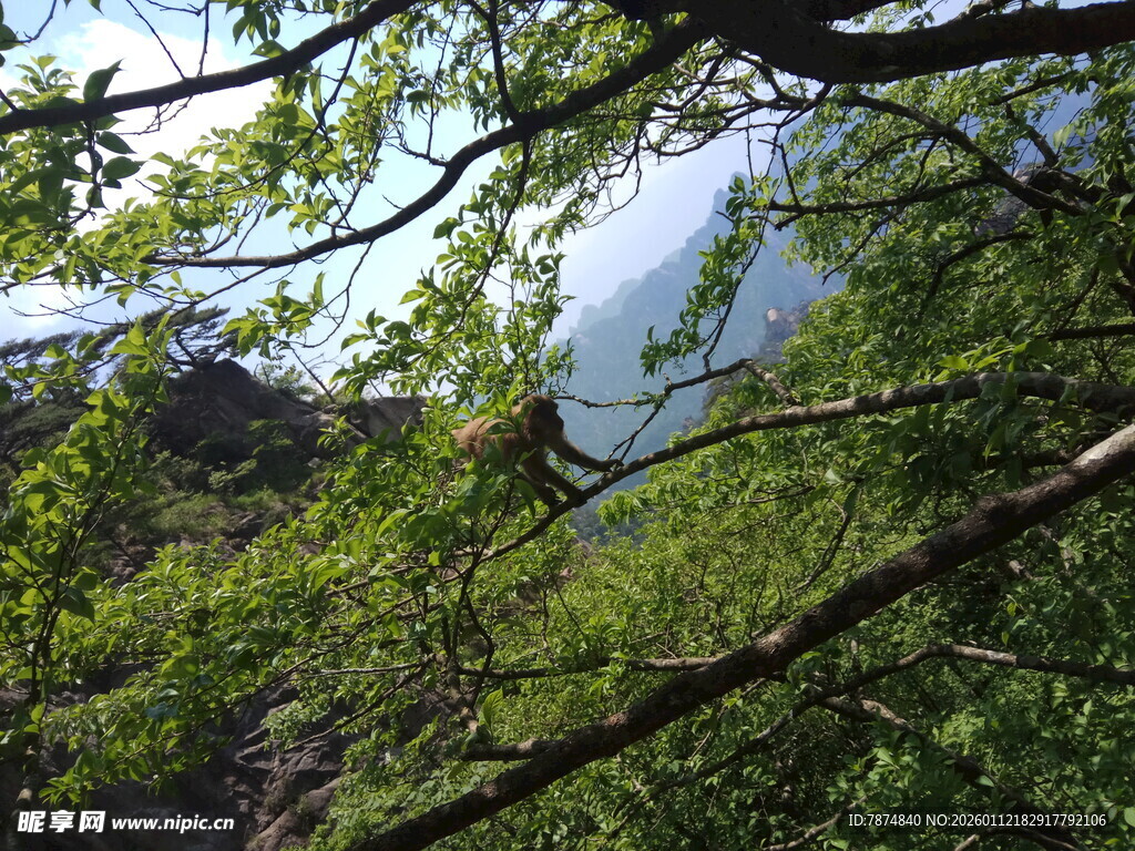 林间树梢处的自然景致