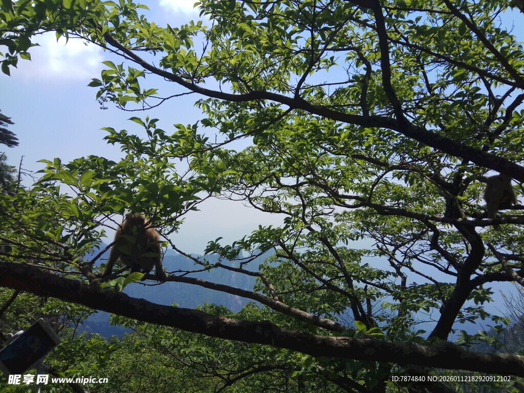 林间枝头的静谧景象