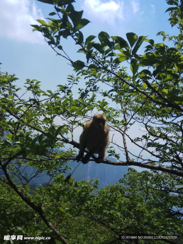 树上的猴子