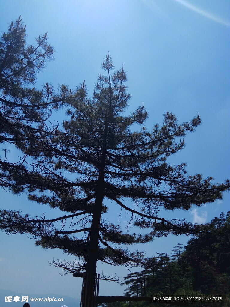 蓝天之下挺拔的松树