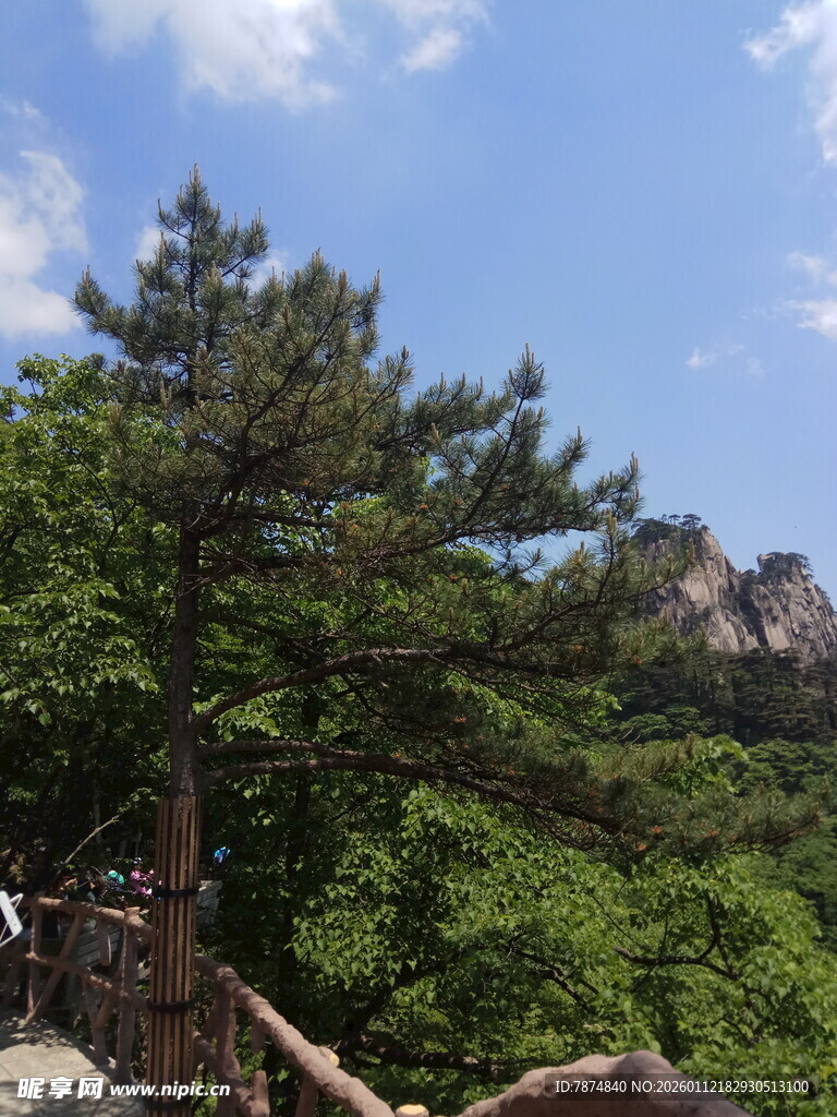 山间苍松 绿意盎然之景